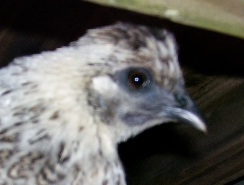 Chicks0272.jpg