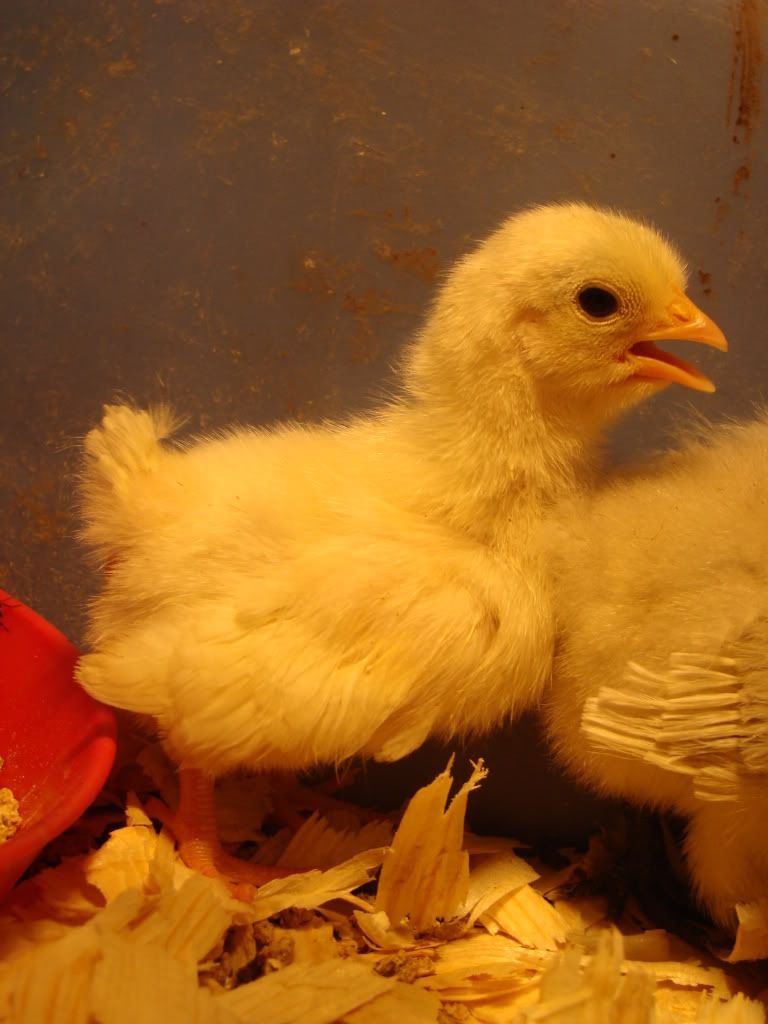 ChickPicks1623.jpg