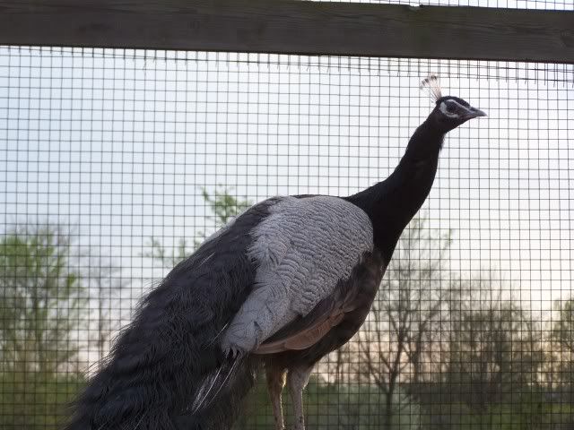 peacocks015.jpg
