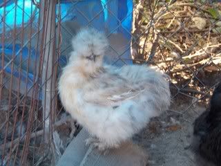 Chickens008-1.jpg