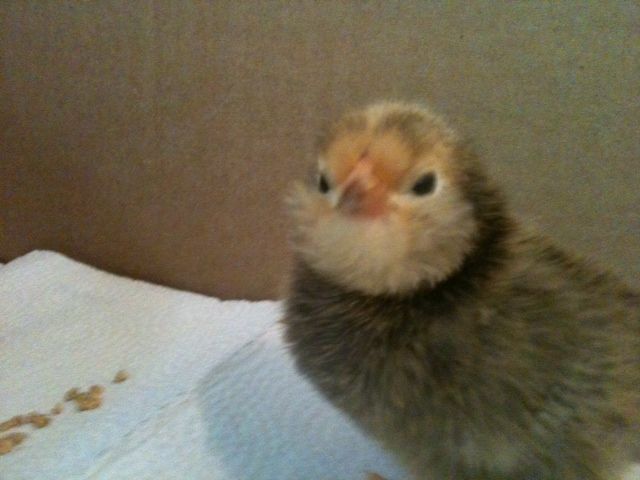 chickiepoofs_zps6ec456cf.jpg