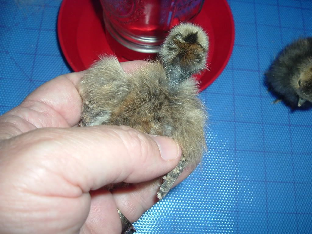 mychickens254.jpg