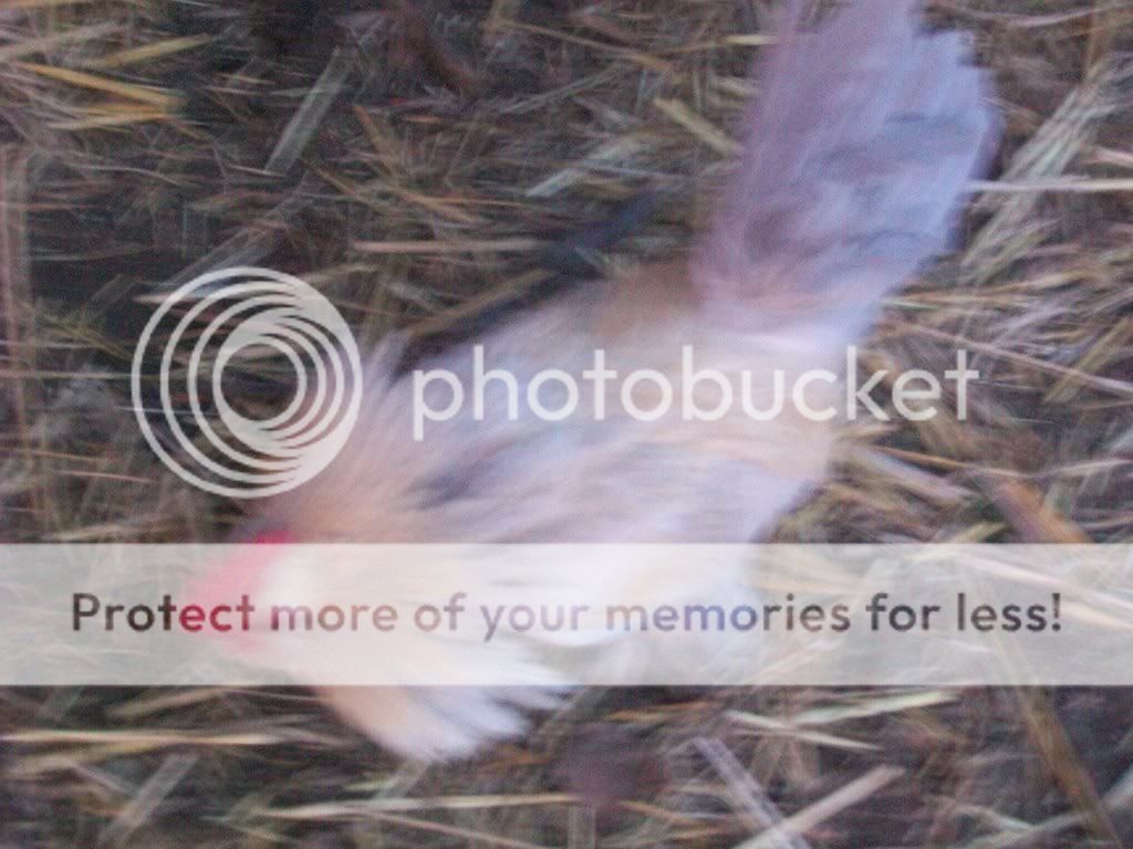 chickenpics033-2.jpg