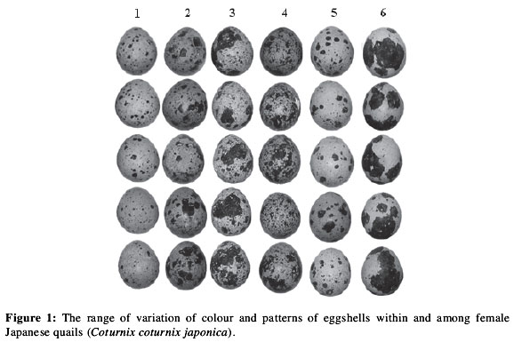 fig10-01.jpg