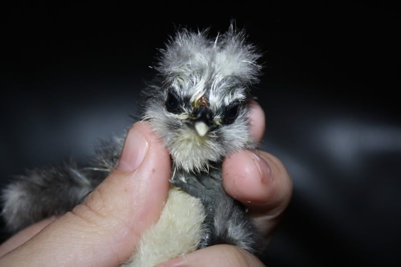 SilkieChicks004.jpg