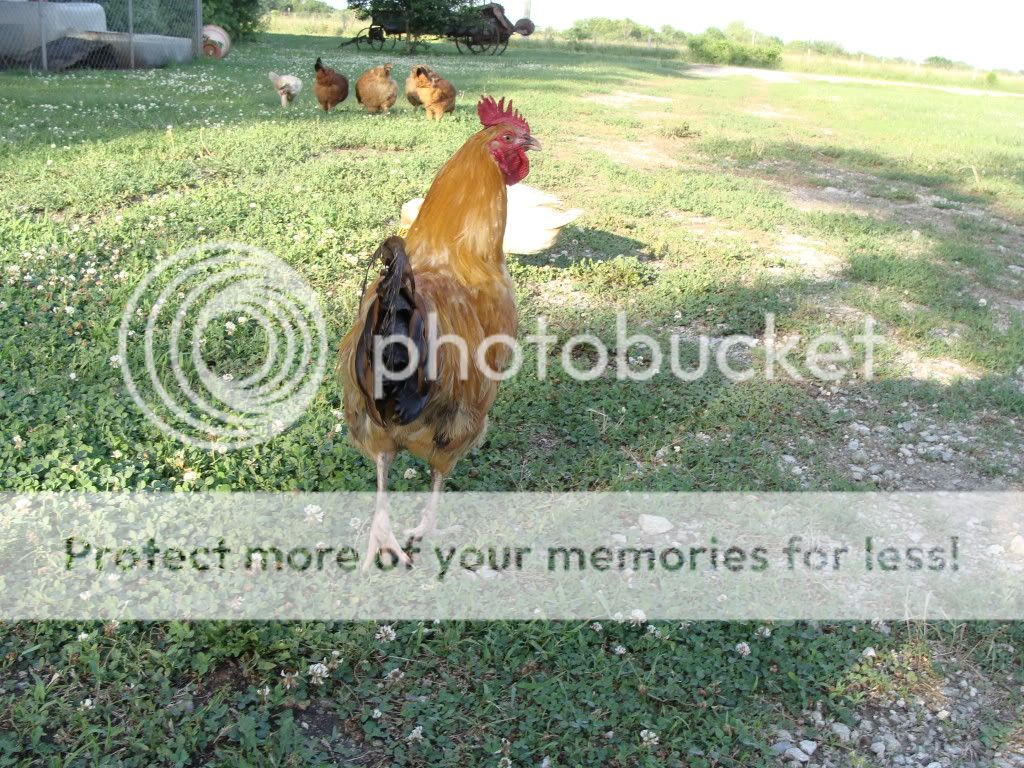 ChickPicks1880.jpg