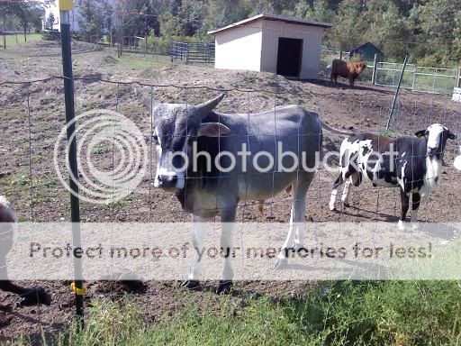 bull2.jpg