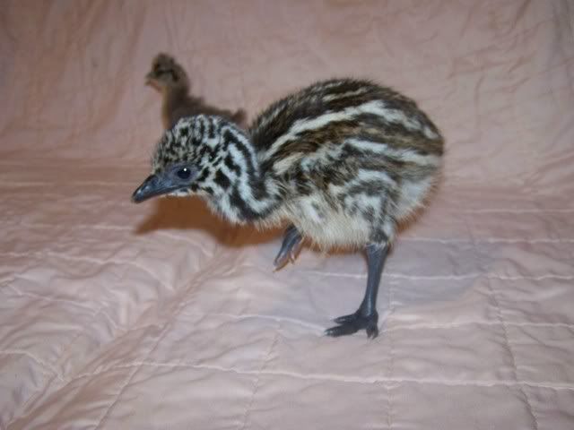 emu019.jpg