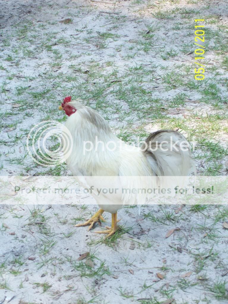 OurBirds084.jpg
