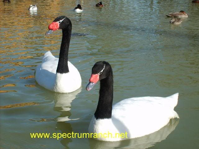 BlackNeckSwanprsr.jpg
