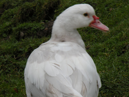 DSCN5432.JPG
