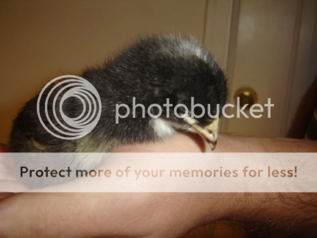 barredrocks010.jpg