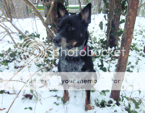 snowpup11.png