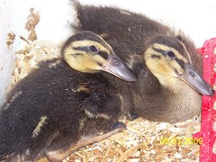 3491590023_3453eb027f_m.jpg