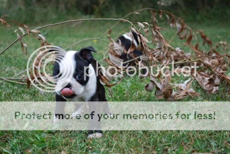 puppies069.jpg