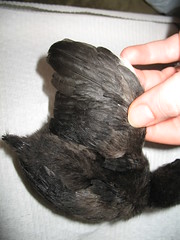 4526847497_0127c5df15_m.jpg