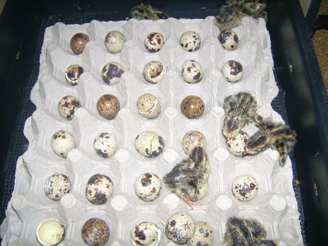 WhiteOrps069.jpg