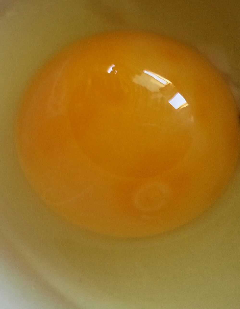 900x900px-LL-6ba60164_MaybeFertile.jpeg
