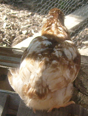 S6306450.JPG