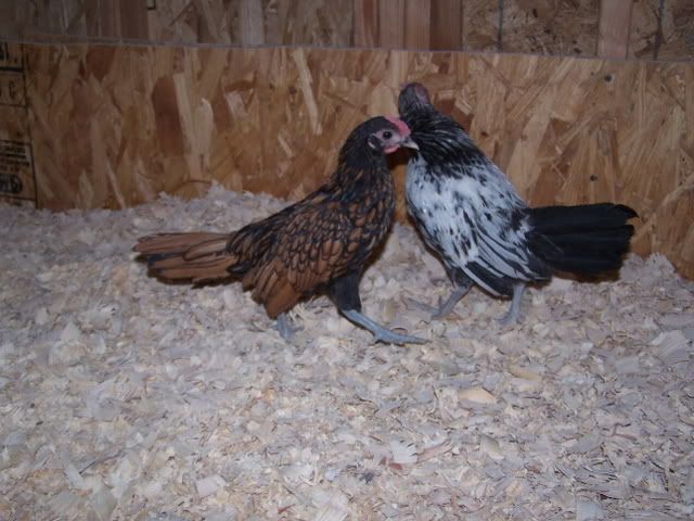roosters011.jpg