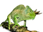 buy-quadricornis-four-horned-chameleon.jpg