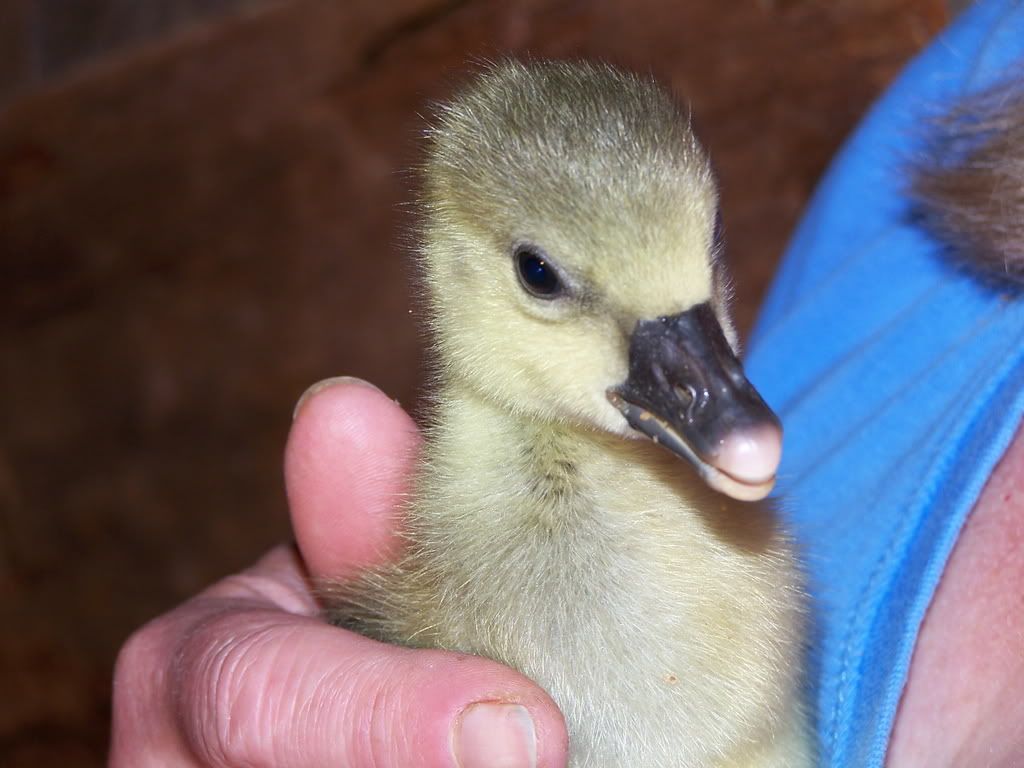 goslings029.jpg