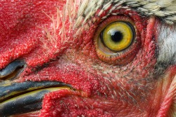 chicken-eye.jpg