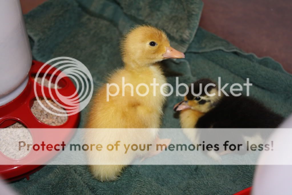 ducklings001.jpg