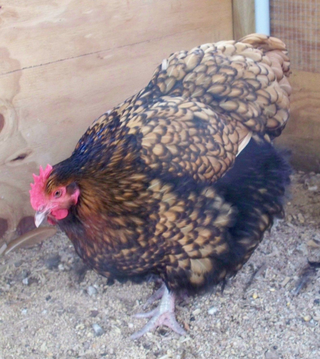 900x900px-LL-b747310c_chickenpics012713030.jpeg