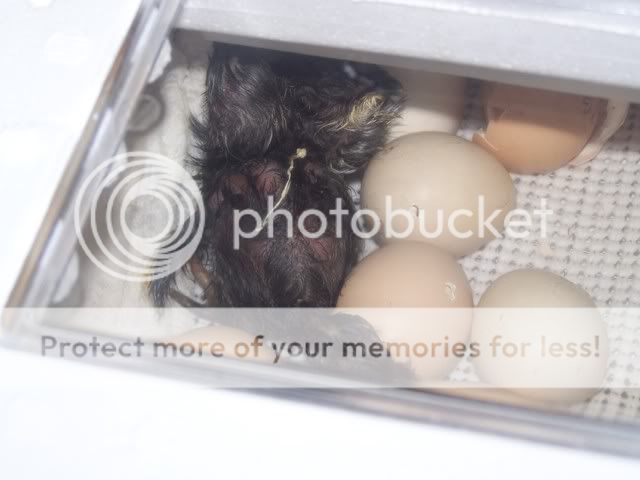 Hatching004.jpg