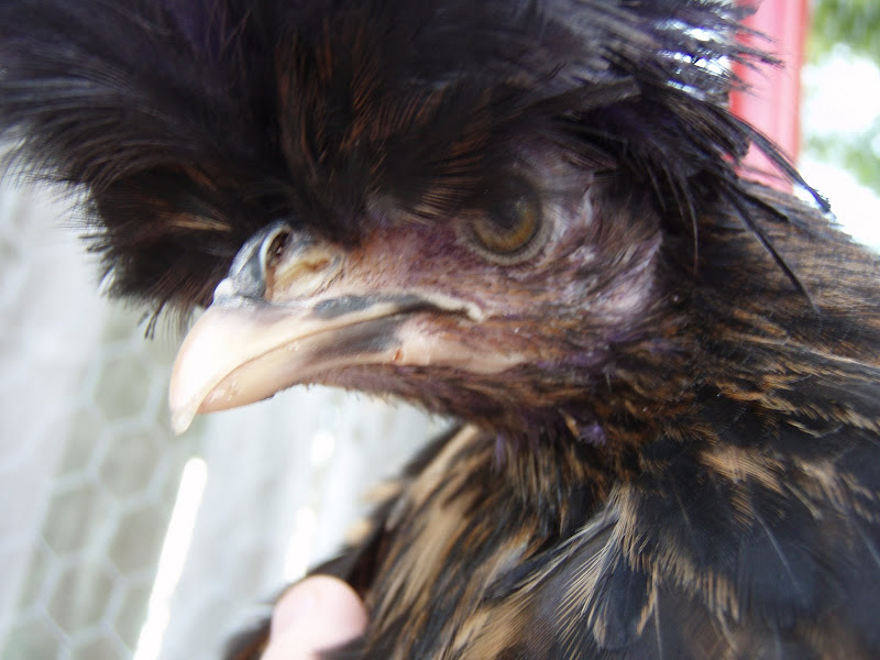 Chickens%20067.JPG