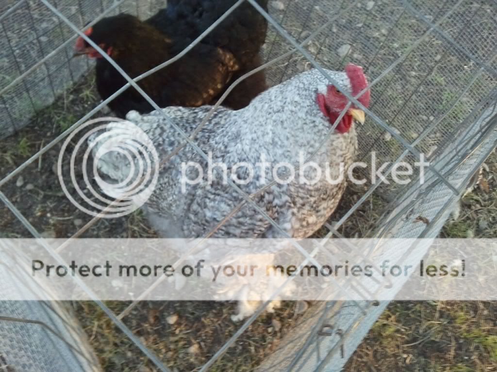 Cochinrooster.jpg