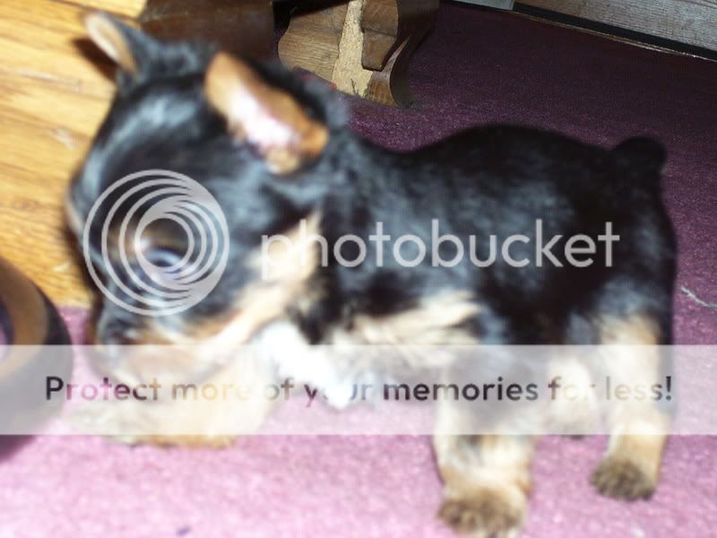 Puppies012.jpg