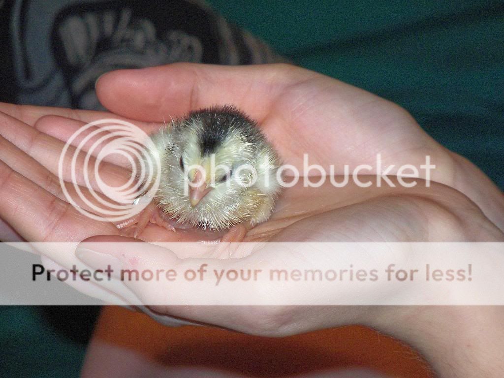 31GorgeousLittleDMottled.jpg