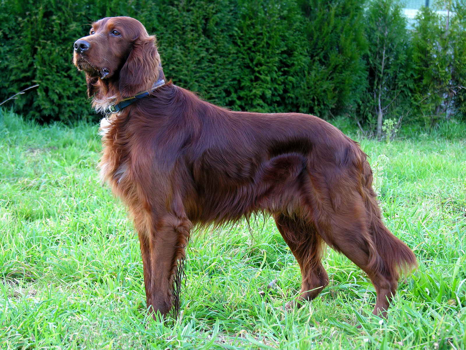 Can_Setter_dog_GFDL.jpg