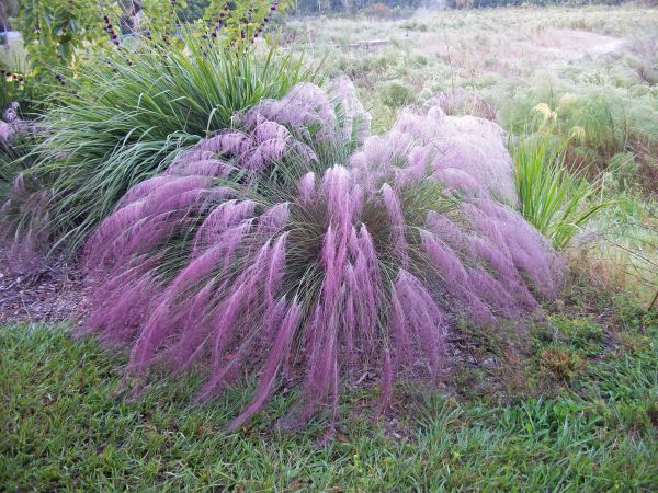 Muhlenbergia_capillaris1.jpg