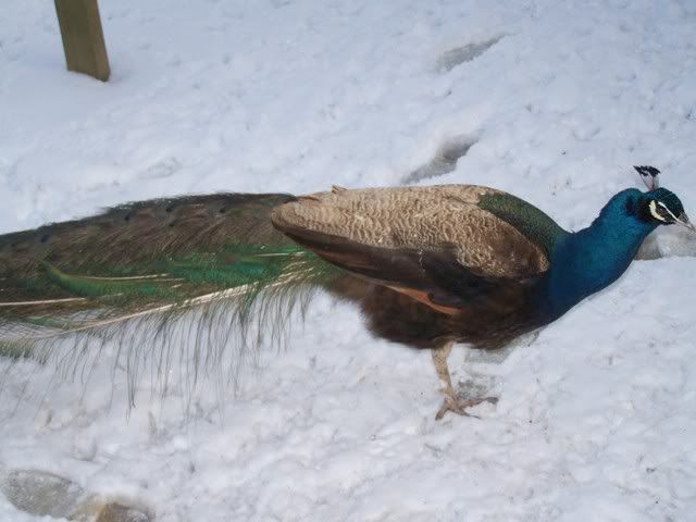birds002.jpg
