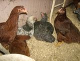 th_Pets006.jpg