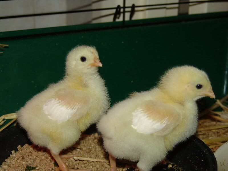 chick04.jpg
