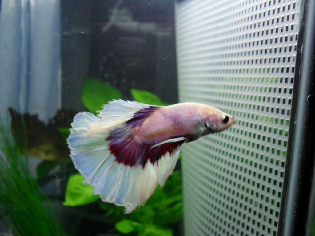 fish019.jpg