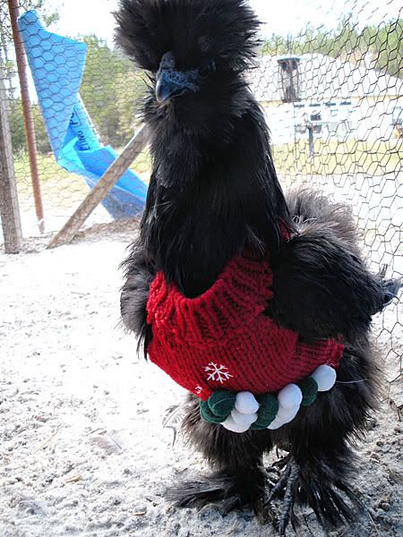 ChickenSweatersdec090692LR.jpg