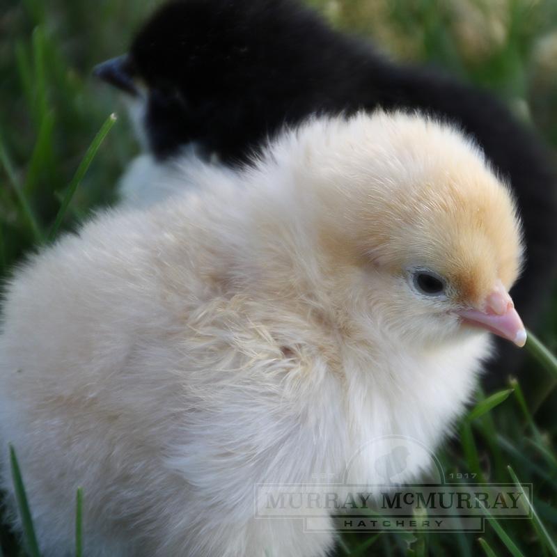 McMurrayHatchery-BuffCochin-DayOldBabyChick.jpg