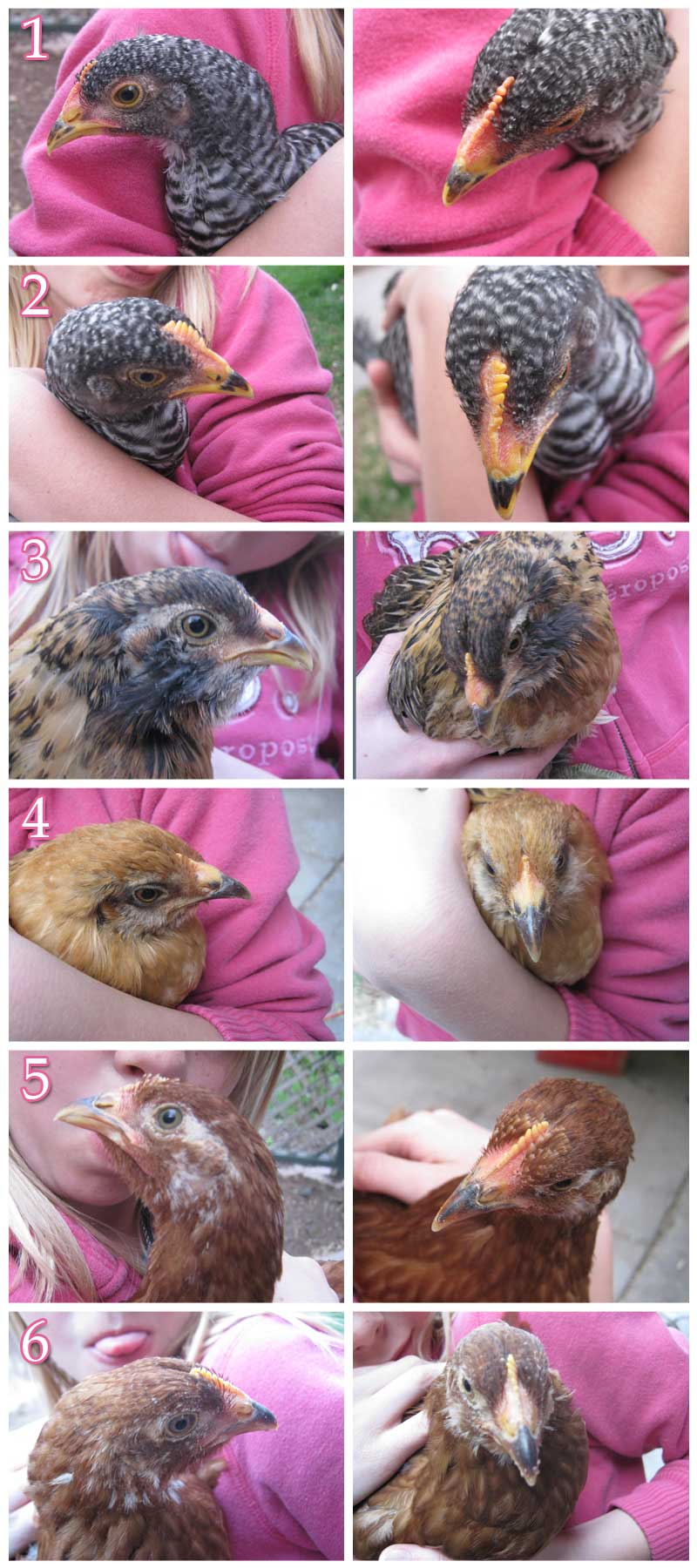 chicks.jpg