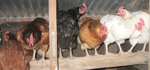 chickens_in_a_row.jpg