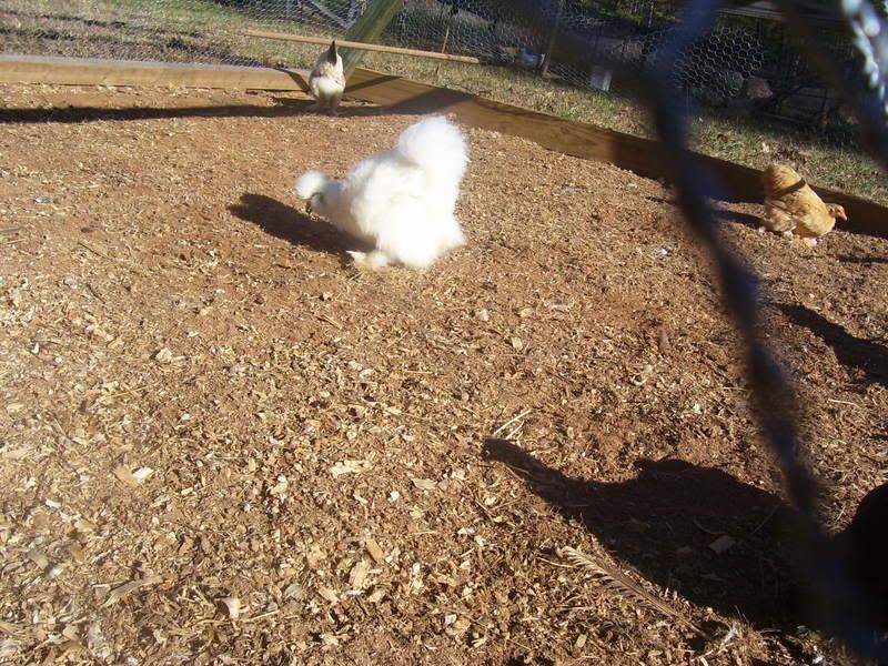 chickens12-14-07013.jpg