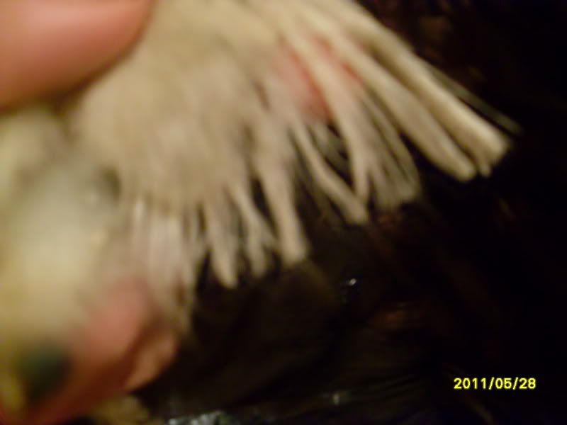 Picture068.jpg