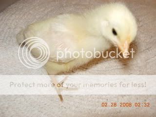Peeps003.jpg