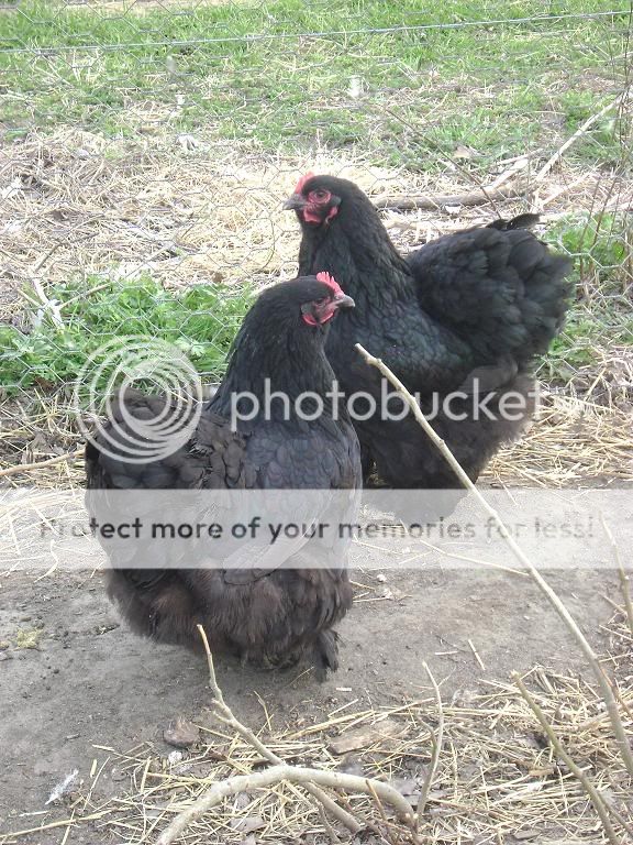 cochins002.jpg
