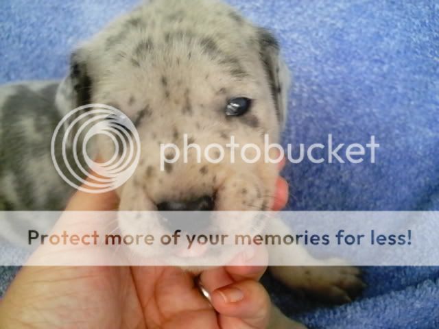 pups3007.jpg