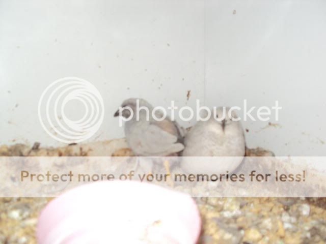 DSC00925.jpg